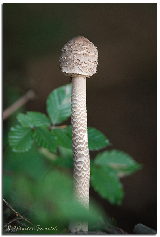 Bedľa vysoká_Macrolepiota procera