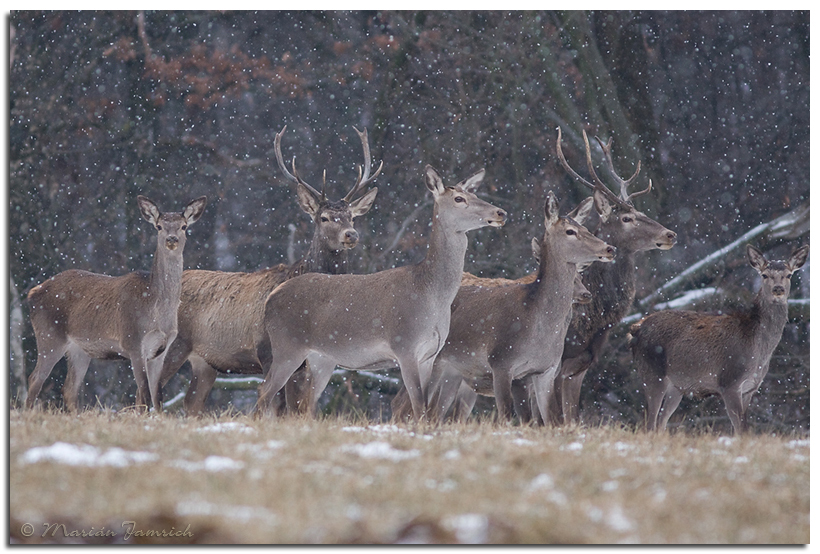 Cervus elaphus 014