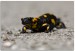 salamandra škvrnitá